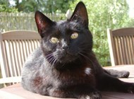 ​Sorte ( dyrlægens egen kat ) nyder solen på havebordet